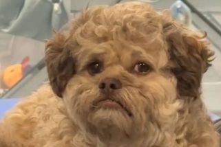 Vypadá jako můj kolega. Pes s lidskou tváří zbořil internet - Novinky