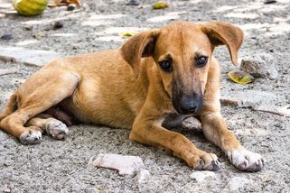 Adopce psů ze zahraničí aneb pouliční pes není pes domácí - Médium.cz