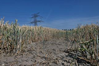 „Dnes bychom to nedali do pusy,“ říkají Češi. Dřív to jedl úplně každý