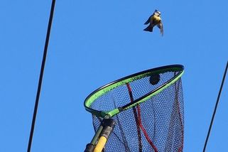 Do záchrany sýkorky se na Plzeňsku zapojili ochránci, hasiči i energetici - Novinky