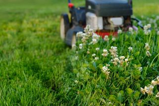 Dumazahrada | Plevel v trávníku: Jak účinně omezit jetel, pcháč i pampelišky a odstranit příčiny rozrůstání