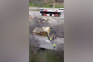 Kácení stromů muselo skončit, sotva začalo. Řvoucí pily na stavbě tramvajové trati vyvolaly odpor - Novinky