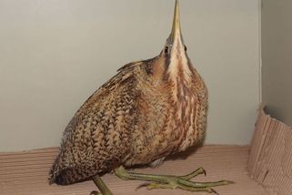 Na Novojičínsku našli vzácného ptáka, byl vysílený zimou a hladem - Novinky