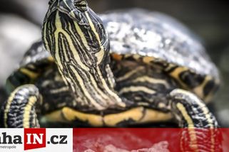 prahain.cz/zivot-ve-meste/holesovicky-park-obydlely-zelvy-23240.html