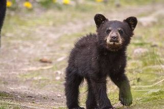 Smrt medvědice na Slovensku: Medvíďata mají naději, do přírody už se ale nevrátí