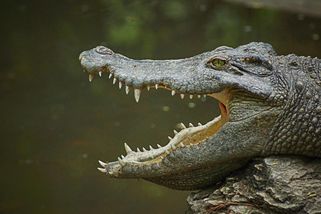 Vesničané z indonéského ostrova našli pohřešovanou ženu v žaludku krokodýla - Novinky