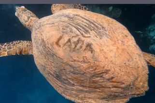 Turista vyryl do krunýře želvy jméno Láďa. Jako by vám někdo řezal do masa, může zemřít, zuří lidé