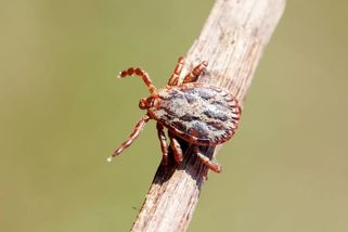 V Česku se objevil nový druh rychle se šířícího klíštěte. Mapa ukazuje regiony s aktuálně zvýšeným výskytem