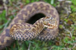 Co dělat, pokud vašeho psa uštkne na procházce zmije