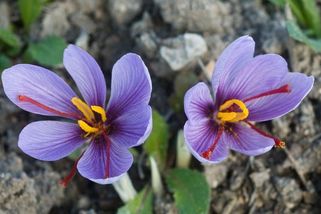 Němečtí farmáři experimentují navzdory nepříznivému podnebí s pěstováním šafránu - Novinky