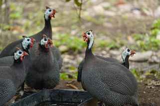 Indičtí běžci a perličky: Nejlepší zabijáci slimáků a klíšťat