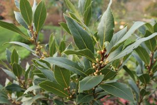 Bobkový list před jarem potřebuje správnou péči, aby zůstal zdravý a hustě olistěný