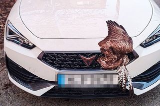 Dravec na Plzeňsku se měl zabít o rozjíždějící se vůz. Nesmysl, reagují zvířecí záchranáři - Novinky