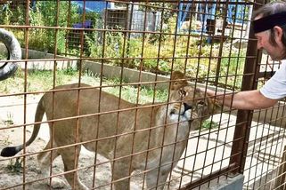 Lidé si stěžují na řev lvic. Veterináři udělali přepadovou kontrolu šelmince u sídliště v Rokycanech - Novinky