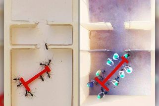 Mravenci spolupracující ve skupinách jsou efektivnější než lidé, zjistili vědci - Novinky