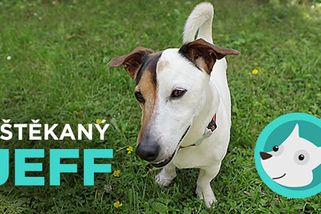 Je sám doma a štěká a štěká! Jak ho to jednoduše odnaučit? | Výchova psů v Čechách