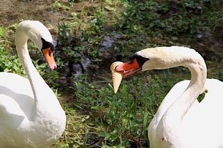 Komentář: Migranti nám žerou labutě! Konečně jsme světoví - Seznam Zprávy