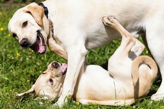 Někde zadarmo, jinde se pes může majiteli prodražit - Seznam Zprávy