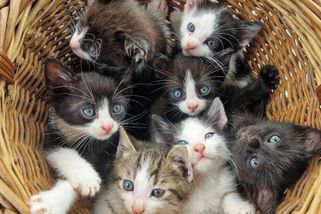 Muž v Ostravě ukradl kasičku se sbírkou na nemocné kočky. Už je ve vazbě - Novinky