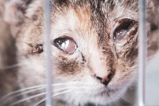 Týrané kočky ze Sládkovy ulice v Teplicích bojují o život. Útulky prosí o pomoc