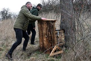 Budka pro dudka. Na Písecku hnízdí ohrožení ptáci ve zvláštních příbytcích