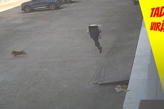 Zlosyn chtěl vystrašit malého pejska. Karma okamžitě zasáhla | Tady virál