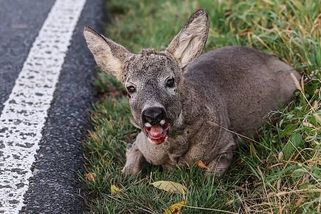 Žena srazila srnu. Co s ní udělala pak? Ani policie nemohla uvěřit vlastním očím
