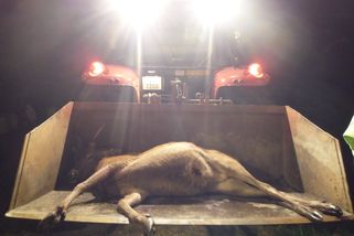 Stop sečení srnčat: Lov březích samiček