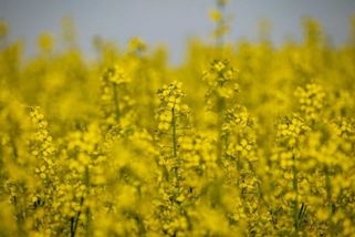 denikvektor.cz/ekonomika/sedlak-posila-repku-babisovi-do-pruhonic-i-s-uctem-za-cisteni-auta-2630.html