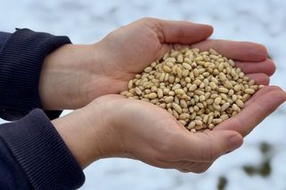 Syndrom piniových úst. Vzpomínka na dovolenou z minuty na minutu zhořkla - Novinky