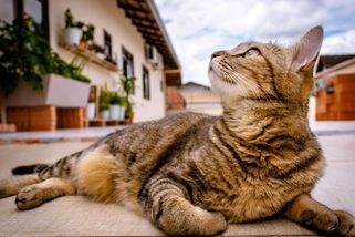 Nejlínější kočka planety terorizuje celou vesnici, řídí dopravu a vysmívá se psům - Médium.cz