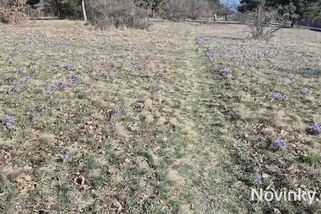 Fialová záplava. Na Kamenném vrchu v Brně rozkvetly tisíce konikleců - Novinky