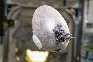 Vejce nebo mimozemšťané? Americký astronaut pěstuje na ISS brambory