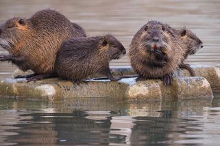 Nutrie říční: lidé invazivní druh nejen loví, někdy končí i na talíři - Médium.cz