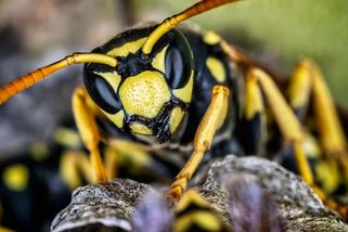 Navzdory internetovým radám se nepodařilo vosí hnízdo zničit. Zoufalý zahrádkář hledá řešení