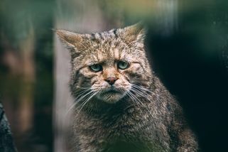 Zavalitý predátor opět spatřen na Křivoklátsku. Kočka divoká může měřit přes jeden metr