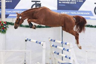 jezdci.cz/clanky/chovatelsky-uspech-anny-kellnerove-c-i-believe-vyhral-korung-v-tlumacove