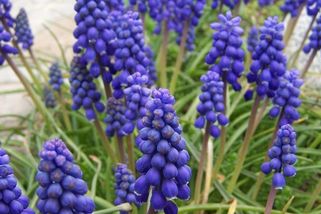 KVÍZ: Jaro se blíží! Poznáte všechny květiny, které zdobí parky a louky?