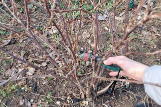 Jarní řez mladého rybízu i péče o zanedbané keře