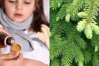 Zapomenutý jarní trik z lesa: smrkové výhonky proměníte v sirup, který opravdu pomáhá - Médium.cz