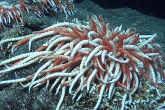 Obří červi z hlubin. V oceánu se skrývá genetický poklad - Seznam Zprávy