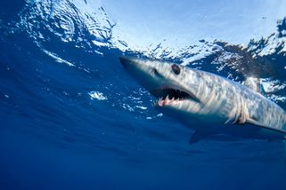 VIDEO: Scéna jak z Čelistí. Obří žralok se v Chorvatsku vynořil z hlubin a útočil na rybářovu loď - Echo24.cz