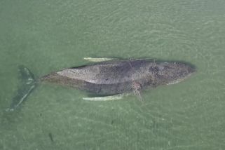 Video: V Baltu uvázla velryba, záchranáři bojují o její život už čtvrtý den - Seznam Zprávy