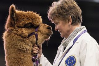 Šup na zadní a pohled zpříma do očí. Fotky šampionů mezi alpakami - Seznam Zprávy