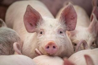 Starý muž již zabijačku nezvládl, jeho dceři přijely na pomoc tisíce lidí - Novinky