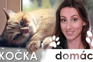 Kočka domácí: Jak vznikl heboučký predátor z gauče? | Střípky poznání
