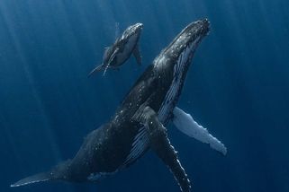 FOTO: Nejlepší podvodní snímek roku vyhrála samička keporkaka s mládětem - Novinky