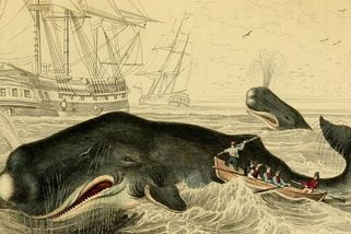 Zkáza velrybářské lodi Essex: krutý příběh kanibalismu, šílenství a pomsty rozzuřeného vorvaně - Médium.cz