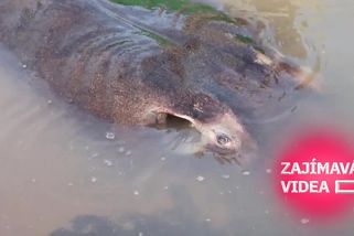 Rybářův sen! 300kilový rejnok pokořil světový rekord | Zajímavá videa