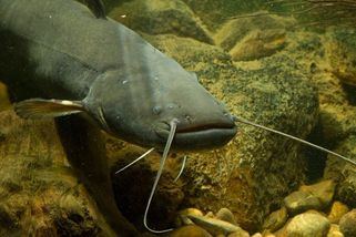 Mohutný sumec v Bavorsku pokousal pět lidí, policie jej zastřelila - Novinky